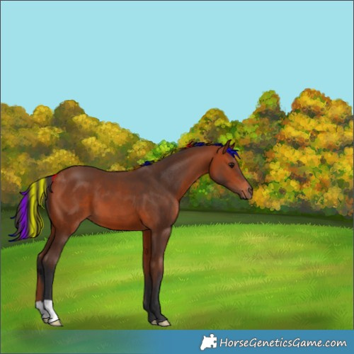 Horse Color:Painted Bay 