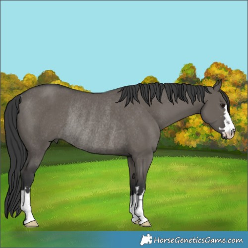 Horse Color:Grullo Rabicano 