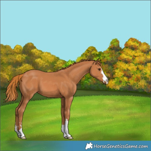 Horse Color:Chestnut 