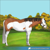 Horse Color:Bay Splash Frame 
