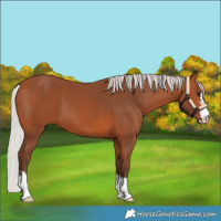 Horse Color:Silver Bay 