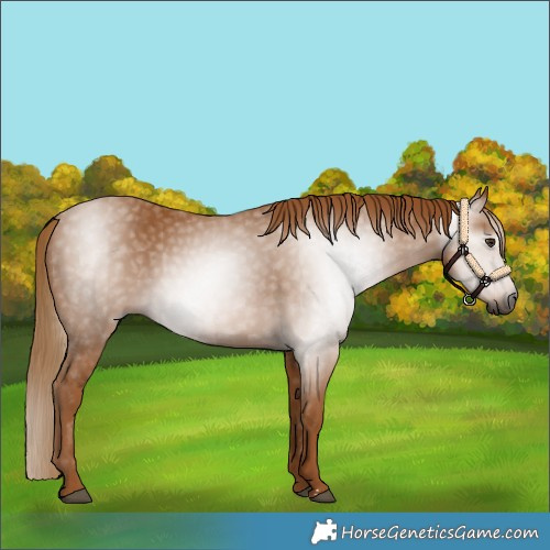 Horse Color:Gray Chestnut 