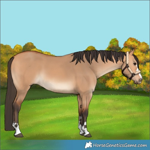 Horse Color:Bay Dun 