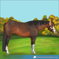 Horse Color:Bay 