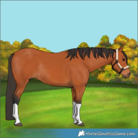 Horse Color:Bay Tobiano Rabicano