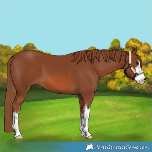 Horse Color:White Spotted Chestnut