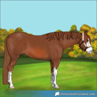 Horse Color:White Spotted Chestnut 