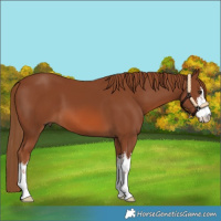 Horse Color:White Spotted Chestnut
