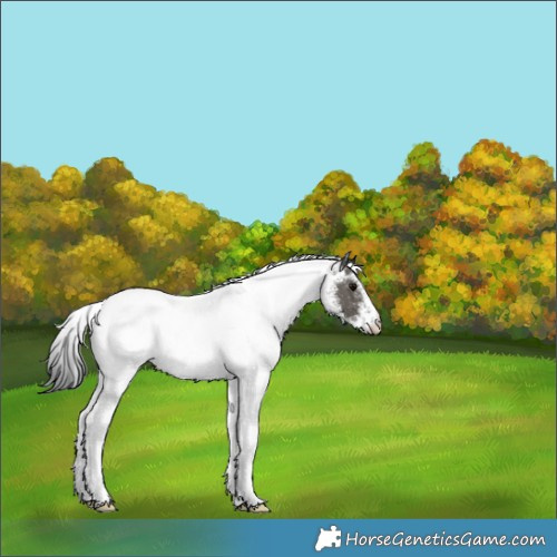 Horse Color:White Spotted Grullo Rabicano 