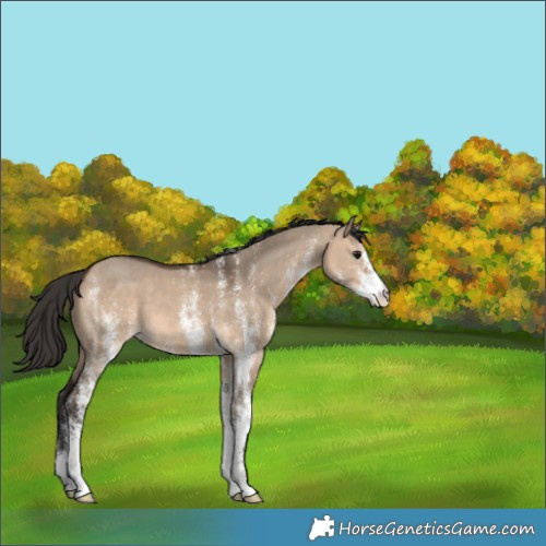 Horse Color:White Spotted Brown Dun 