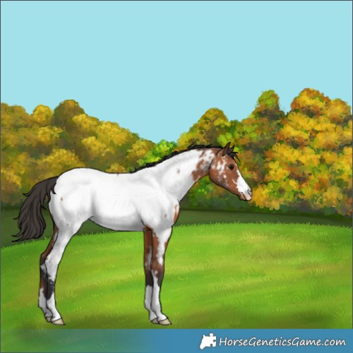 Horse Color:Bay Appaloosa 