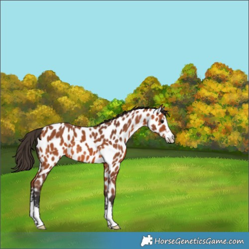 Horse Color:Bay Appaloosa 