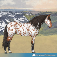 Horse Color:Bay Appaloosa 