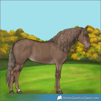 Horse Color:Liver Red Dun Rabicano 
