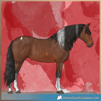 Horse Color:Brown Sabino Rabicano and Brown Sabino Tobiano Rabicano