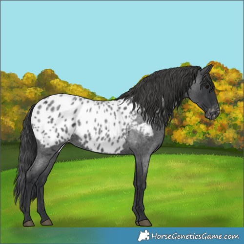 Horse Color:Blue Roan Appaloosa 