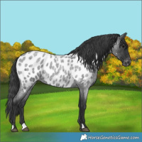 Horse Color:Blue Roan Appaloosa 