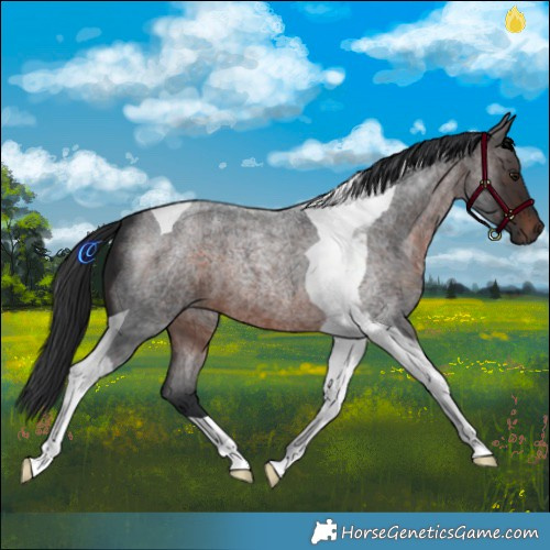 Horse Color:Brown Roan Mushroom Tobiano 
