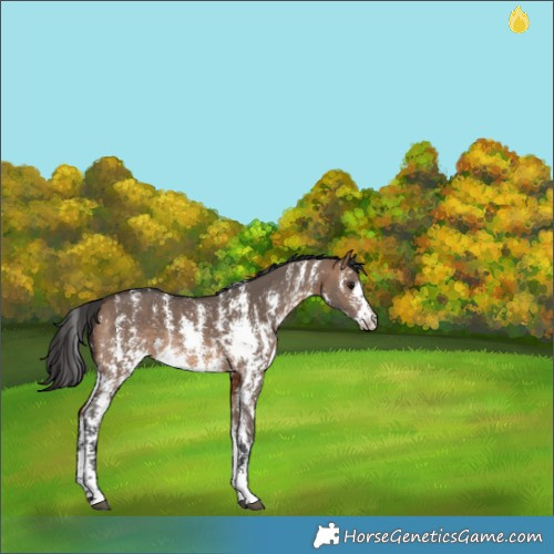 Horse Color:Brown Dun Sabino 