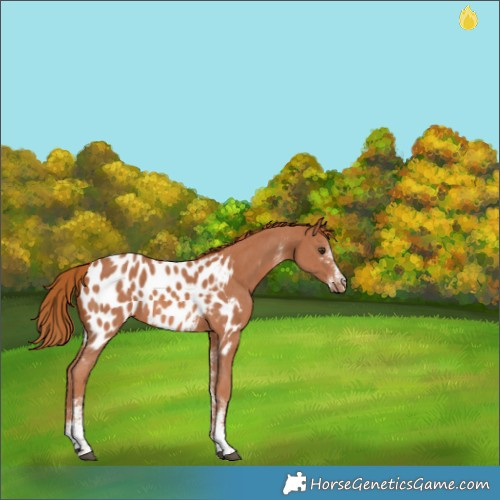 Horse Color:Chestnut Sabino Appaloosa 