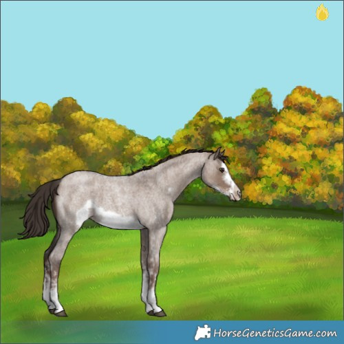Horse Color:Liver Red Dun Roan Sabino Splash Frame 