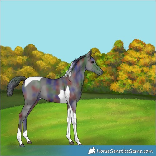 Horse Color:Nacre Black Tobiano 