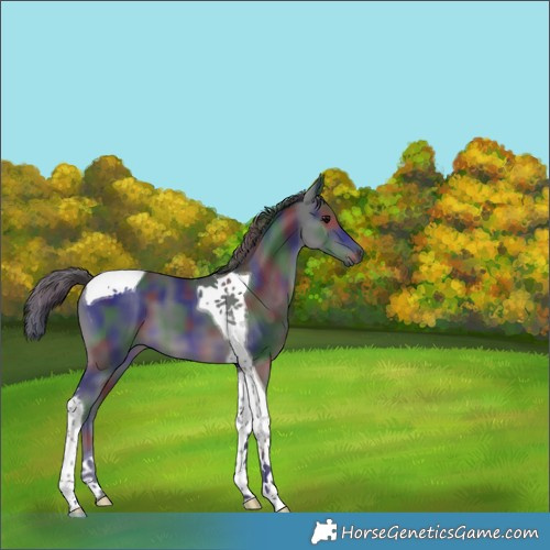 Horse Color:Nacre Black Tobiano 