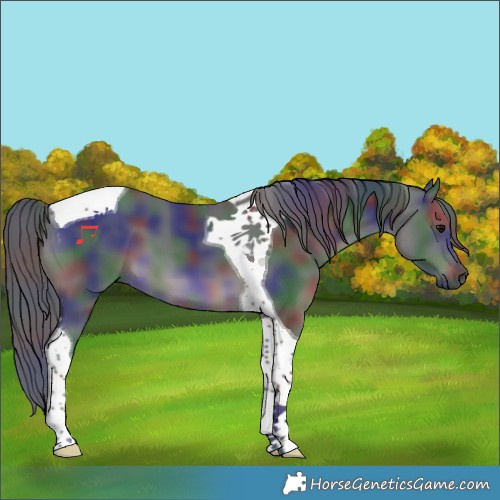Horse Color:Nacre Black Tobiano 