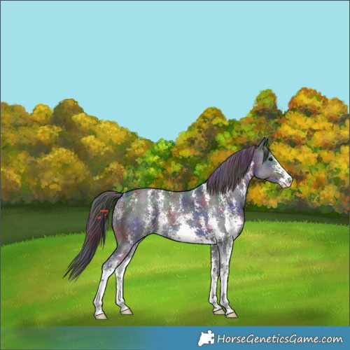Horse Color:Nacre Black Sabino 