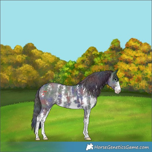Horse Color:Nacre Black Sabino 