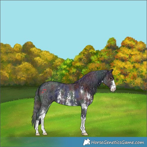 Horse Color:Nacre Black Ice Sabino 