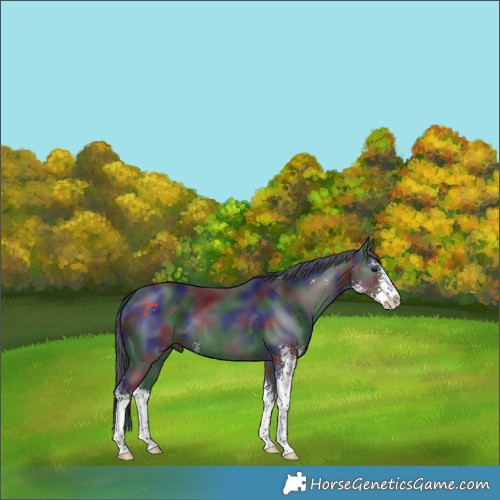 Horse Color:Nacre Black Sabino 