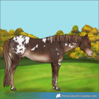Horse Color:White Spotted Liver Chestnut Appaloosa 
