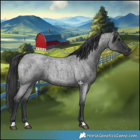 Horse Color:Blue Roan 