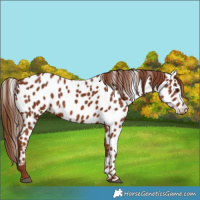 Horse Color:Chestnut Near Leopard 