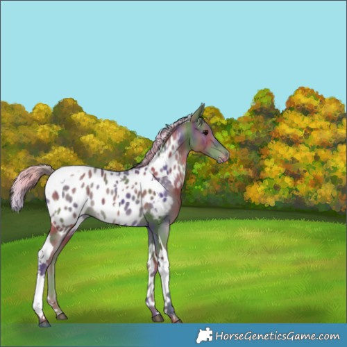 Horse Color:Nacre Silver Black Tobiano Near Leopard 