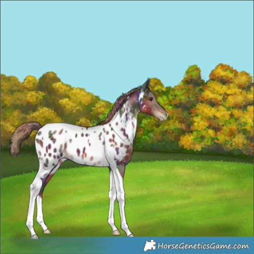 Horse Color:Nacre Liver Chestnut Tobiano Appaloosa 