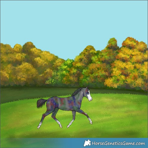Horse Color:Nacre Black Sabino 