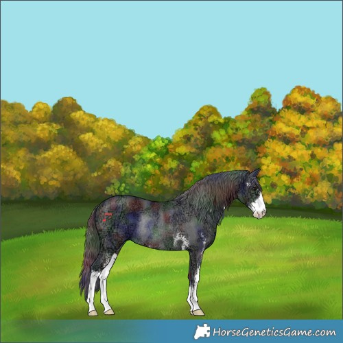 Horse Color:Nacre Black Ice Sabino Rabicano 