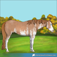 Horse Color:White Spotted Chestnut Splash 