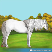 Horse Color:Gray Grullo Pearl Sabino Tobiano 