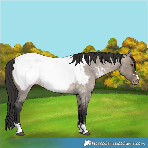Horse Color:Brown Roan Dun Appaloosa