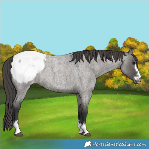 Horse Color:Grullo Roan Appaloosa