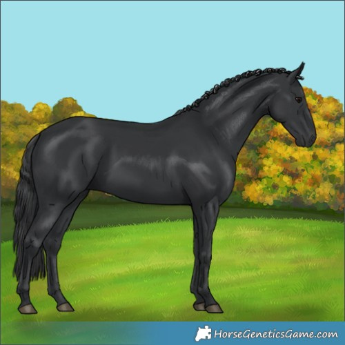 Horse Color:Black 