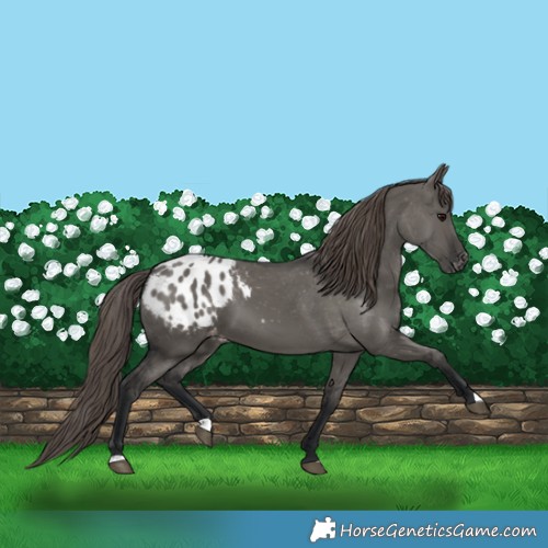 Horse Color:Grullo Appaloosa 