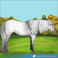 Horse Color:Gray Grullo 
