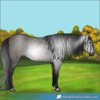 Horse Color:Gray Grullo 