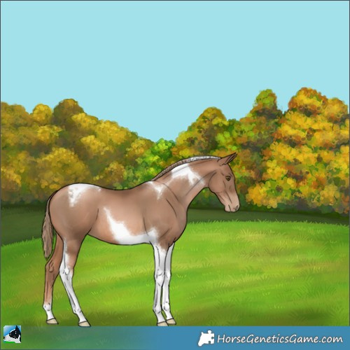 Horse Color:Liver Chestnut Pearl Tobiano 