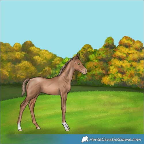 Horse Color:Liver Chestnut Pearl 