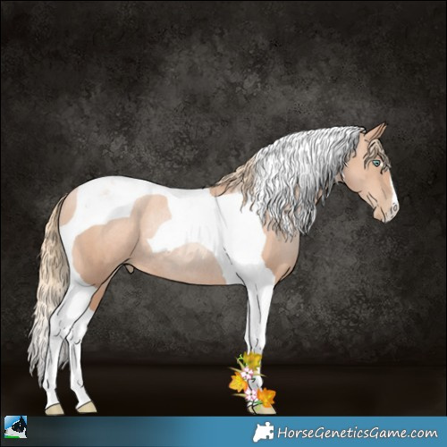 Horse Color:Gold Champagne Pearl Tobiano Rabicano 